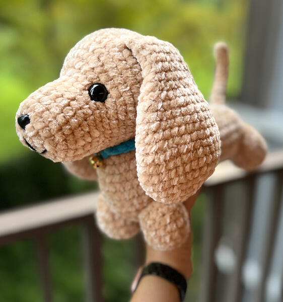 Dachshund